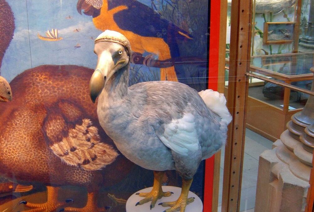 Dodo the legendary bird of Mauritius